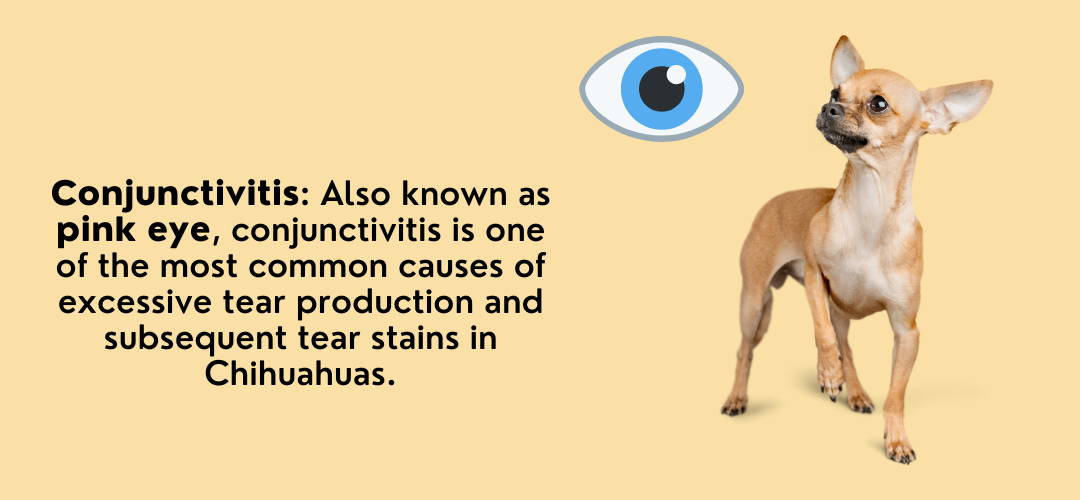 👁️ Why are my Chihuahuas Eyes Watering? Bijou and Co.